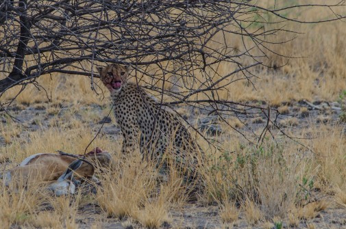 Racing for our camp site in Etosha National park we came across this cheetah having dinner
