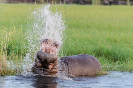 Young hippos mock fighting and trashing around in the water
